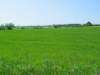 71: thumb_koster vig veld
