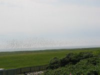 IMG 0380  en nog steeds .. vogels